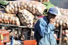 跌了，内蒙古大量的土豆因价格低等待销售，其出路在哪里呢？图片