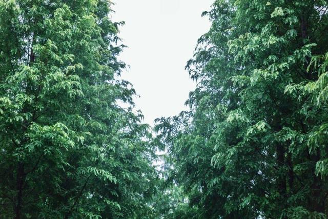 太美！来看金坛茅山私藏的「秋雨仙境」
