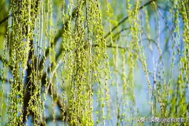 李商隐《柳》图片