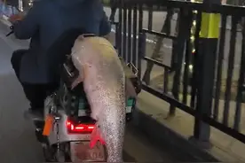 男子钓到半人高的鱼，寒风中绕城5小时炫耀！网友评论亮了图片