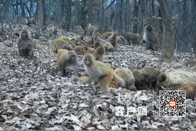 猕猴来到十堰赛武当“聚会” ，呆萌可爱图片