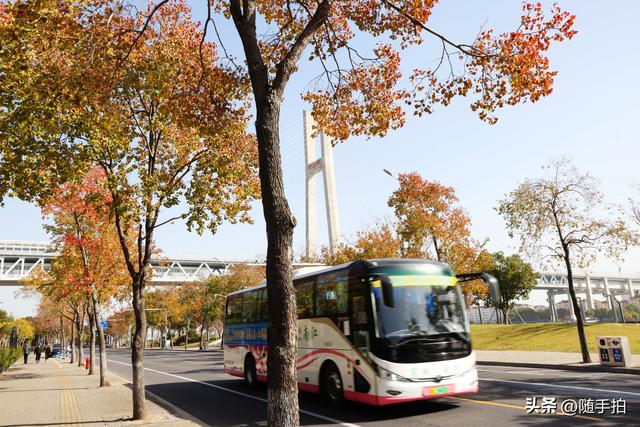 上海：闵行“小外滩”的乌桕“换妆”秋意浓错过成“遗憾”