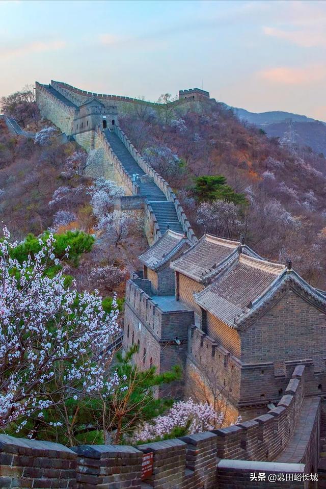 清明踏青正当时|慕田峪长城赏花点位奉上~
