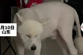 笑麻了，主人炖了一锅肉，狗狗忍着困意，谁都别想背着我偷偷吃肉图片