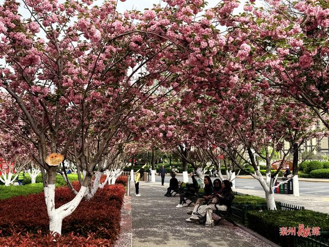 秦州：樱花盛放风光美 如云似霞迎客来