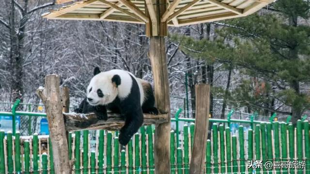 冰雪王国与四季乐园：亚布力的双重奏