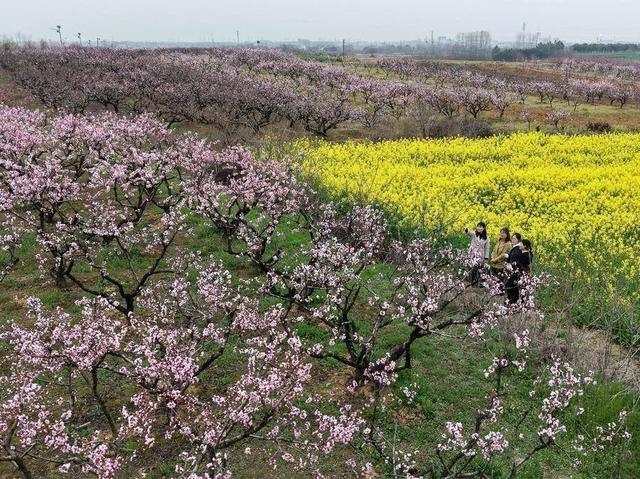 合肥4月花讯请查收！快进来交换春天→