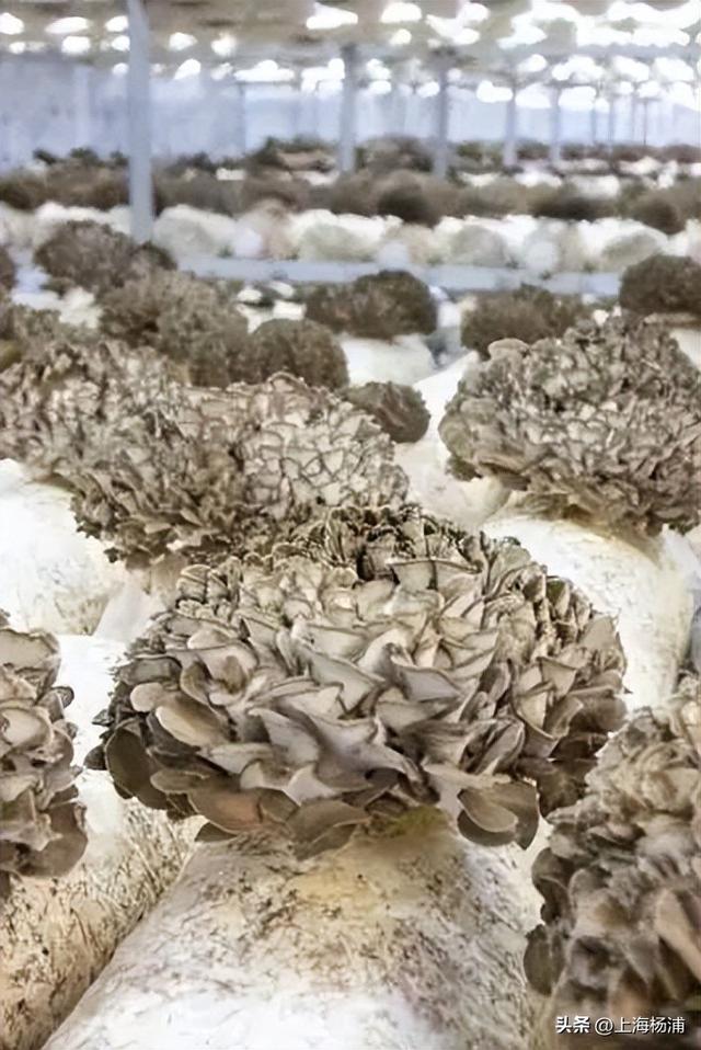 周末来复兴岛，做休闲“岛民”