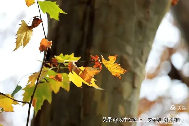 汉中老厂区的梧桐大道，太火了！