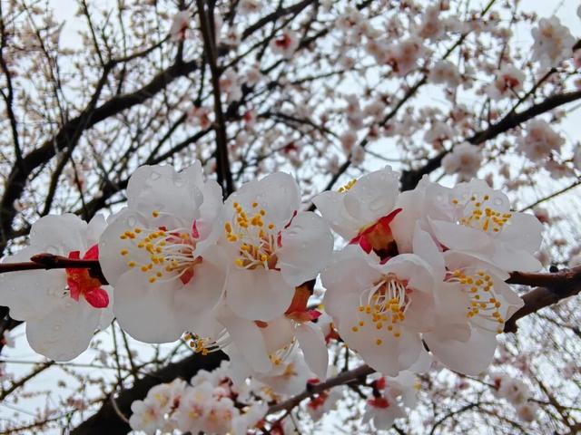 今起，大连大黑山景区执行旺季运营时间！