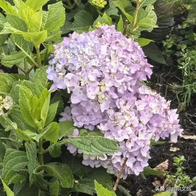 跟着赛事游昆明｜夏日“多巴胺”藏在每一朵绣球花里，收好这份打卡攻略，看完滇超就出发→