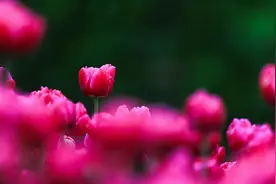 春游郑当时！赏花、遛娃……春季打卡好“趣”处！图片