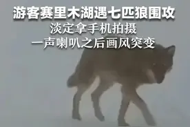 游客赛里木湖遇七匹狼围攻 淡定拿手机拍摄 一声喇叭之后画风突变图片