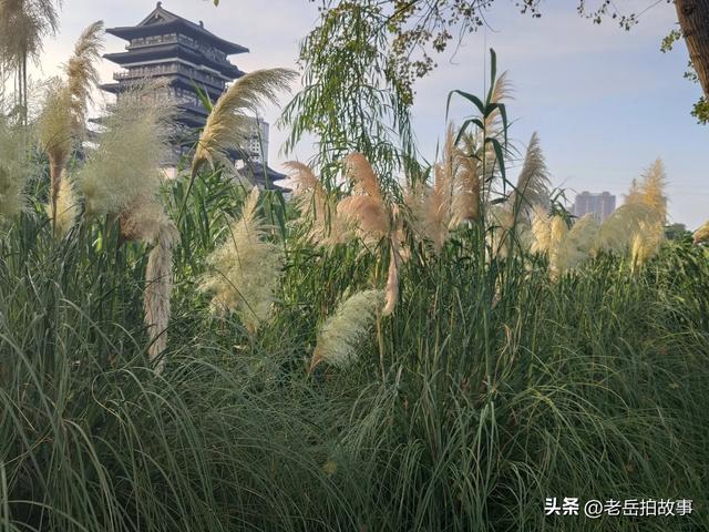 又是一年芦花开