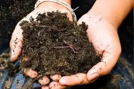 蚯蚓钓不完别再扔掉，教你一个在家养蚯蚓的方法，以后钓鱼不用买图片