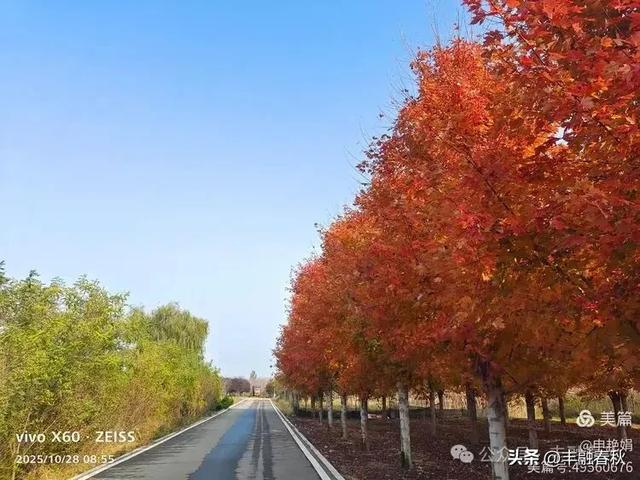 丹枫映秋，枫彩满楼｜申艳娟