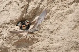 暖心！永定河畔“停工护燕”图片