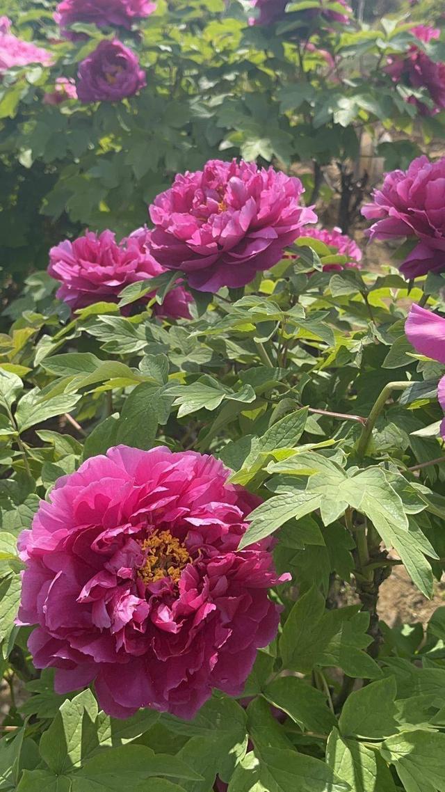 合肥4月花讯请查收！快进来交换春天→