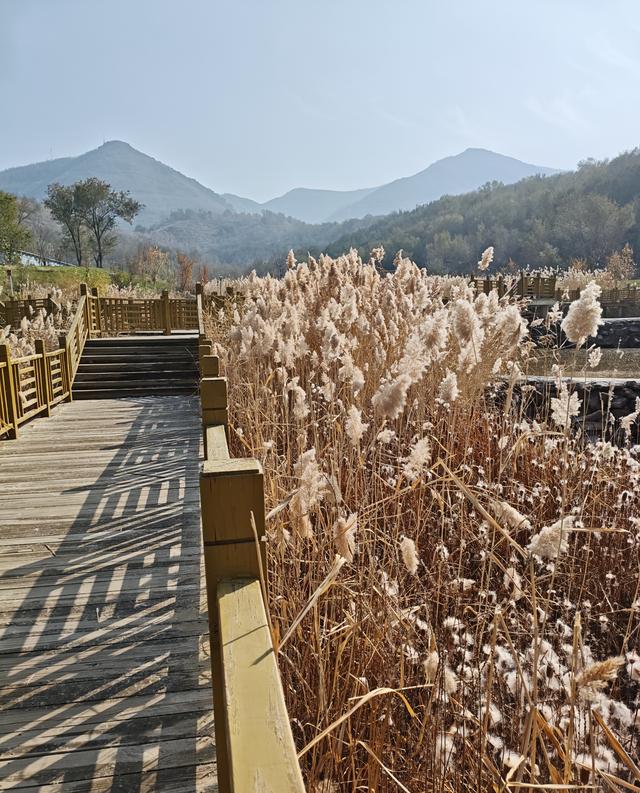 乌市雅山深秋，蒹葭苍苍芦苇摇曳，还有蒲棒炸毛了