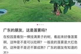 广东街头大量出现！专家提醒：别摘！别吃！图片
