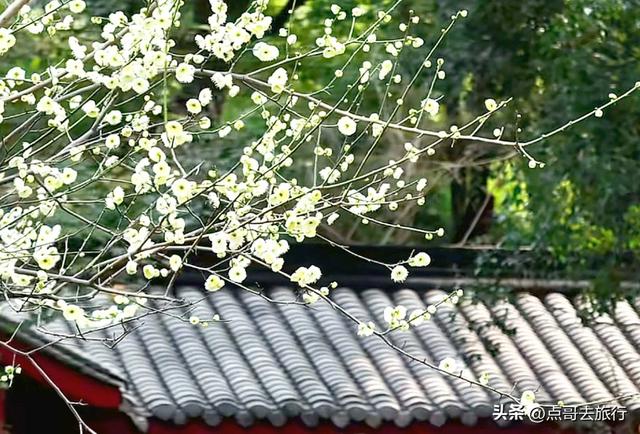 成都唐代园林梅花开了，被严重冷落，红墙青瓦，美到震撼！