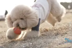 惨状震惊救助者，被医生当场判死刑的纸片流浪狗，如何重获新生？图片