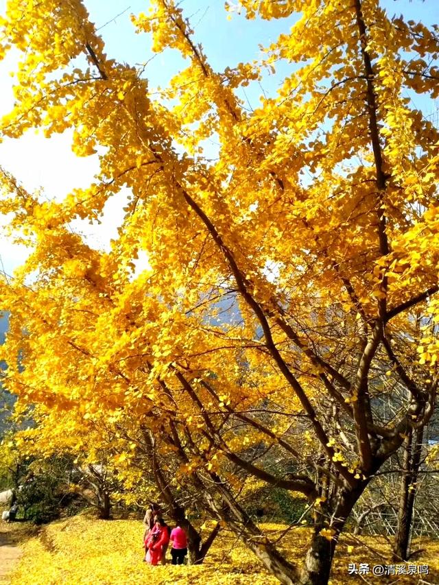 银杏染秋——九峰的金色童话