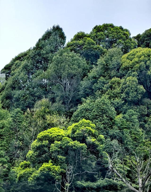 这不是神农架，是江西马头山国家自然保护区