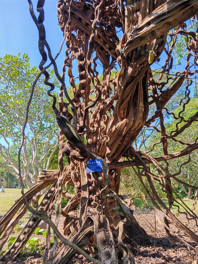 在植物园里寻找哲理