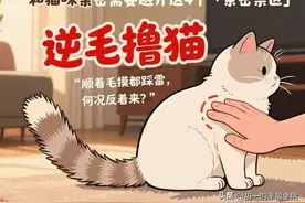 猫咪越黏你，越要避开这4种敏感情况！90%的铲屎官都踩过坑图片