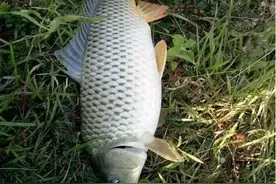 海竿和矶竿谁更强，看我分析，优劣一目了然图片