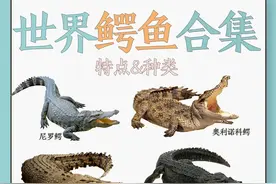鳄鱼种类图鉴大赏图片