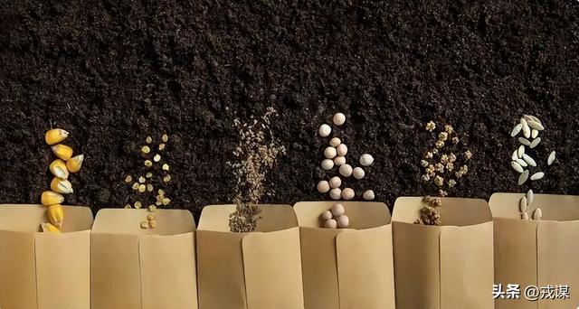 比丢导弹还危险？间谍在我国偷亲本种子，真能卡中国饭碗脖子！