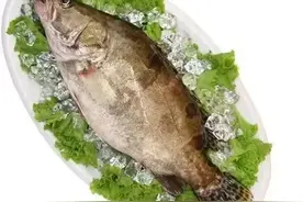 养殖10000尾桂花鱼一年需要多少成本？能赚多少钱？图片