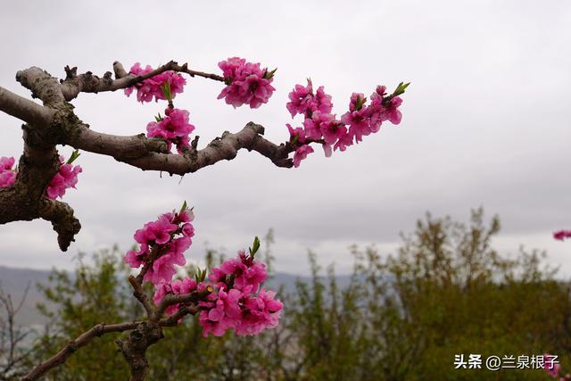 醉美桃花源启幕 秦安共赴春日盛宴