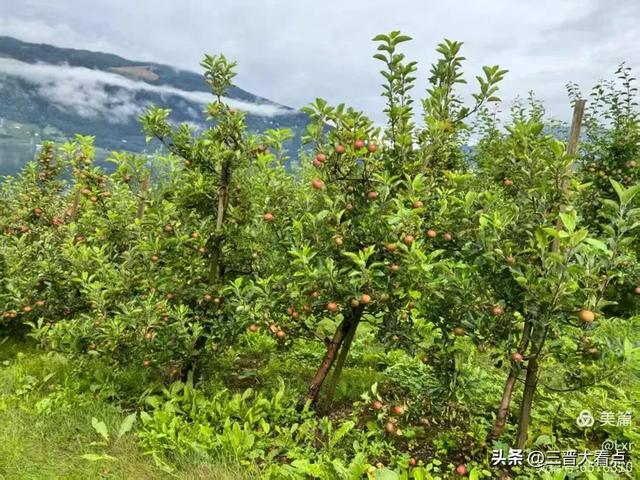 北欧旅游印象之十一：哈当厄尔峡湾苹果园