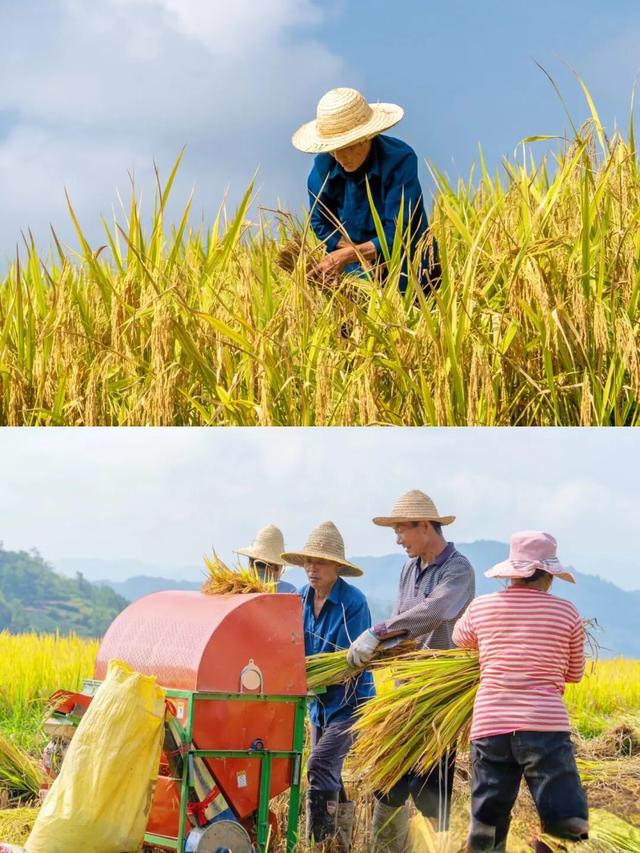 陕西居然藏了这片“天堂梯田”？秋风一吹，美成油画！
