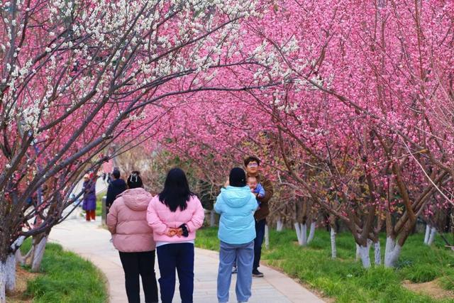 三八节的黄河公园上村苑：花如海，人如潮，女神与春光共倾城