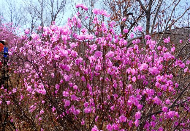闻名省内外的“本溪地区最大的野生映山红花海”即将迎来观赏季