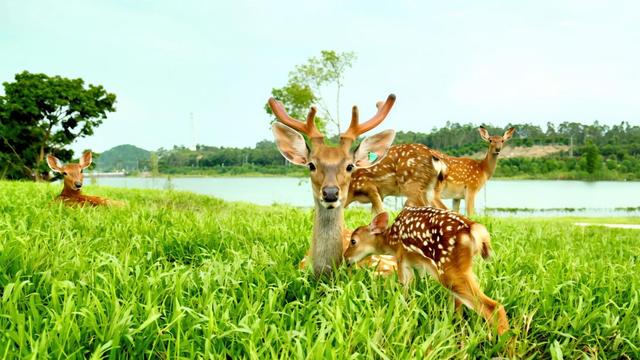 广州近郊新体验：马岭观花植物园打造“花海+萌宠”一站式畅玩地