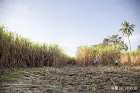 为什么广西甘蔗500多块钱一吨，却没有多少人愿意种？图片