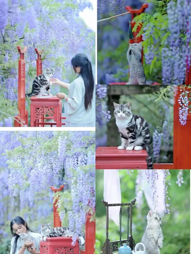 就在崇州！满屏紫色，唯美上线