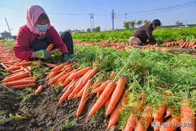 北方和南方胡萝卜最晚到啥时候种？记住这个时间，以后年年有用图片