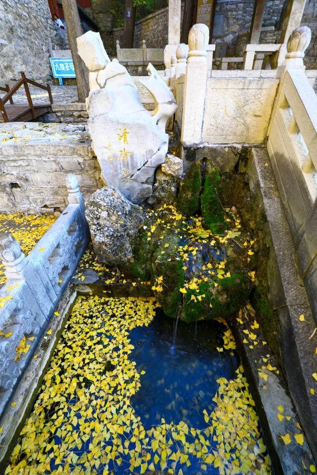 济南的这些千年银杏树美得正当时，最后“黄金期”快去打卡！