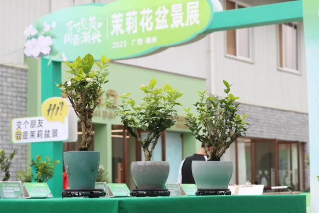 文旅盛宴·茉莉有约！2025年横州茉莉花文化节精彩活动抢先看→