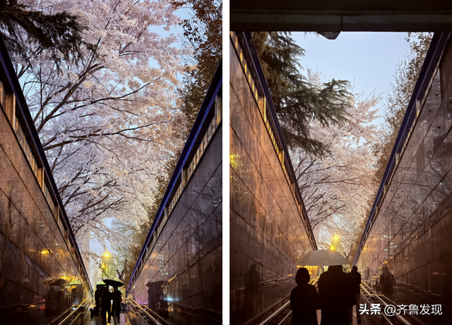 乘着地铁去赏花｜中山公园春日打卡攻略，还有隐藏赏花机位分享