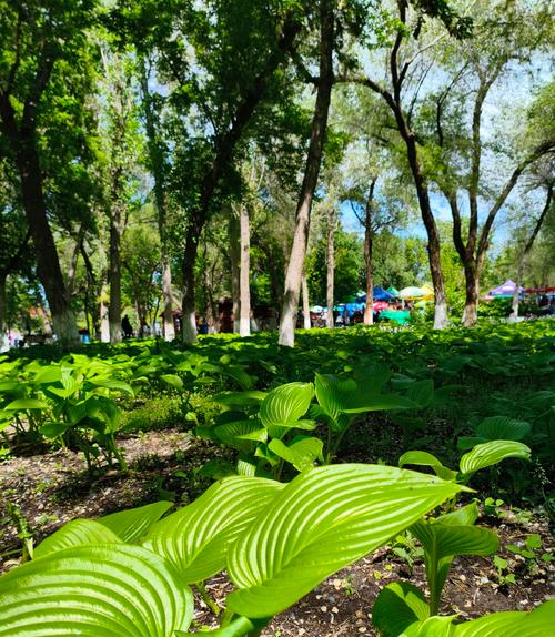 乌鲁木齐又一宝藏公园！被誉为乌鲁木齐人的小大巴扎，周末溜娃