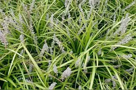 每天认识一种植物：“一株草救一人”的仙草——麦冬草图片