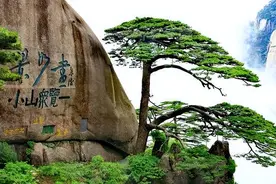 堪称我国“最贵的3棵树”，究竟是哪3棵？又为什么是最贵的呢？图片