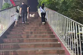 夏季犬伤多发，记者走访泉州多个小区，遛狗不牵绳现象普遍！市民呼吁文明养犬图片